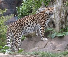 Beautiful leopard in wildlife