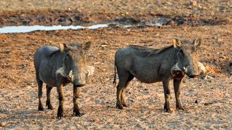 warthogs in the national park in namibia