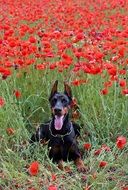 doberman dog on the background of the field with poppies