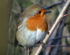 small Robin Bird close-up portrait