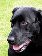 portrait of a cute black labrador