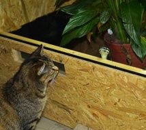 cat and carpet python