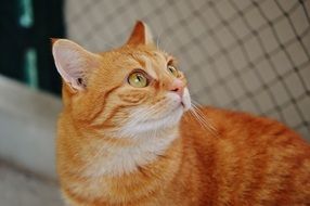 curious young red mackerel cat