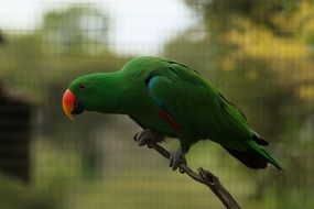 green Parrot with red beak in cage