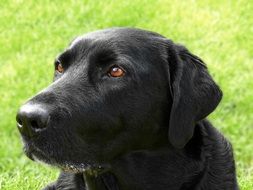 portrait of a black labrador outdoor