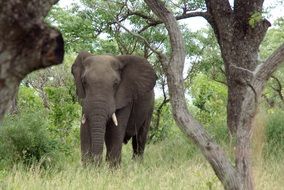 Picture of Elephant in Kruger Park