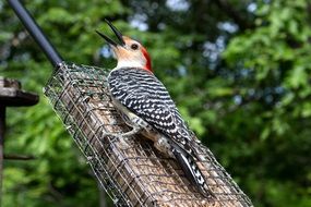 hairy woodpecker on a tree close-up