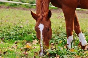 grazing farm horse in autumn