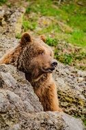 lazy brown bear