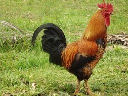 brown Cock on lawn