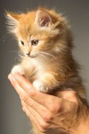 sweet red kitten in human hand