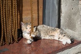 Cat near the curtain