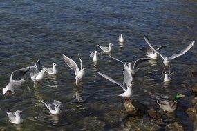white seagulls on a rocky seashore