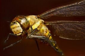 yellow dragonfly with transparent wings close-up