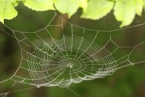 beautiful white web