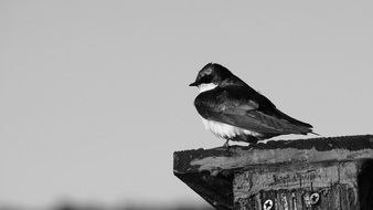 black and white photo of small a bird