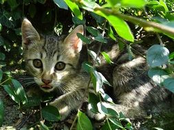 young Cat Rests in greenery