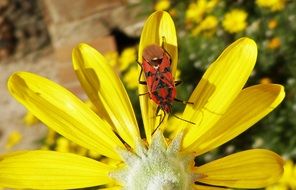 red Bug on yellow petals