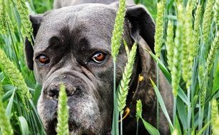 black Dog in green Grain close-up portrait