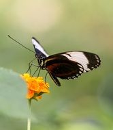 motley butterfly on the yellow flower