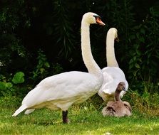 family of swans on green grass