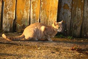 domestic cat sitting outdoor