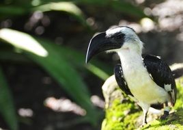 exotic bird with large black beak