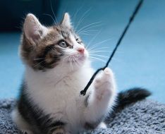 playful kitten close up