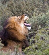 Lion,South Africa