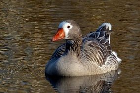 pilgrim goose swims in the city pond