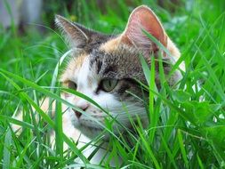 Tortoiseshell Cat outdoor close-up
