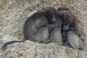 Dschelada primates in winter