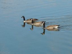 Canadian Snow Geese