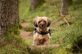 tibetan terrier Dog forest portrait