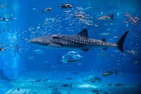 Whale Aquarium