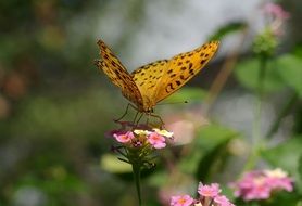 butterfly Indian Grouse on a pink flower