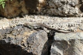 closeup view of small grey Lizard on rock