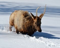 Wild Deer in the snow