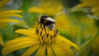 insect on a bright yellow flower close up