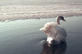 white Swan on ice lake