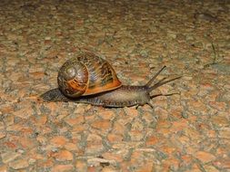 crawling snail on the road