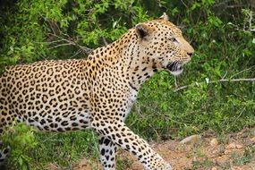 Wild dangerous Leopard, south africa