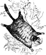 picture of flying squirrel