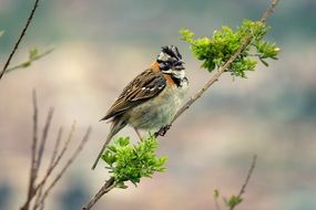 cute lovely Ave Birds