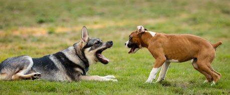 Dogs Playing on the grass