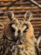 Portrait of the owl