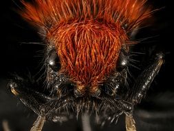 velvet ant muzzle