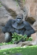 black Ape at rock, Gorilla in Zoo