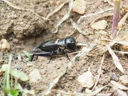 shiny black insect