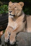 resting lioness in a zoo